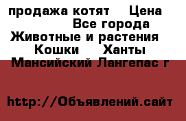 продажа котят  › Цена ­ 15 000 - Все города Животные и растения » Кошки   . Ханты-Мансийский,Лангепас г.